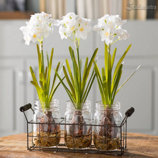 10 jenis tanaman hias air paperwhite indoor outdoor