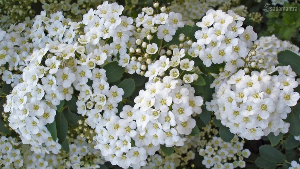 100 gambar bulan kelahiran bunga spirea