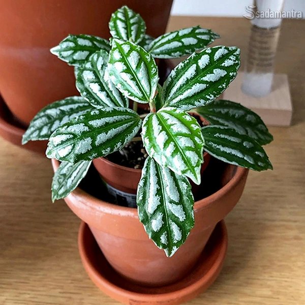 aluminium plant tanaman hias terbaik memurnikan udara