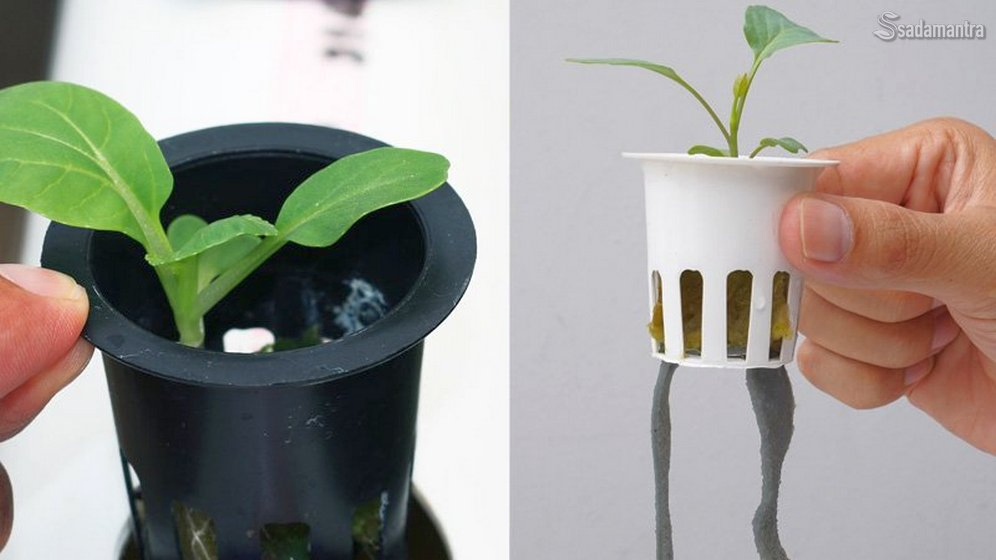 apa kelebihan dan kekurangan sistem wick hidroponik