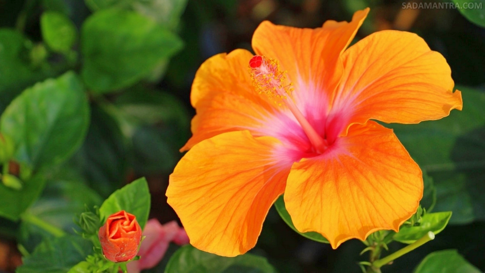 apa manfaat kembang sepatu