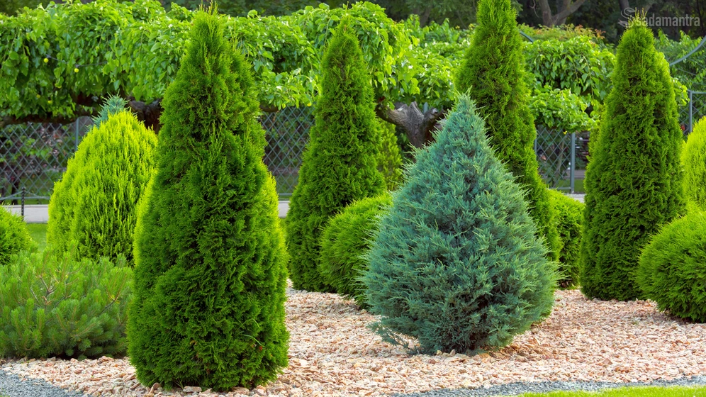 apa saja ciri khusus manfaat dan jenis pohon cemara