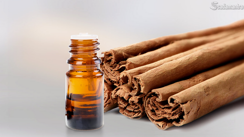 apa saja kandungan dari kayu manis