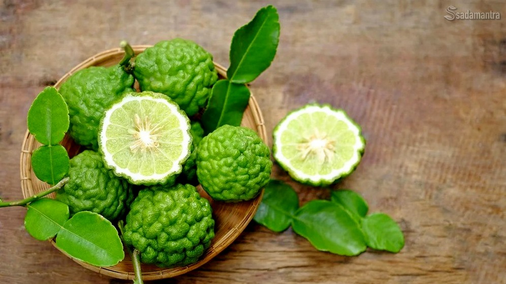 Apa saja Manfaat daun jeruk purut
