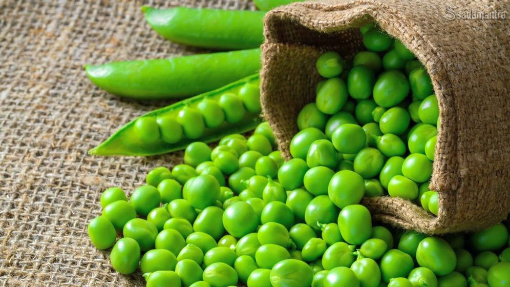 apakah anjing boleh makan kacang polong