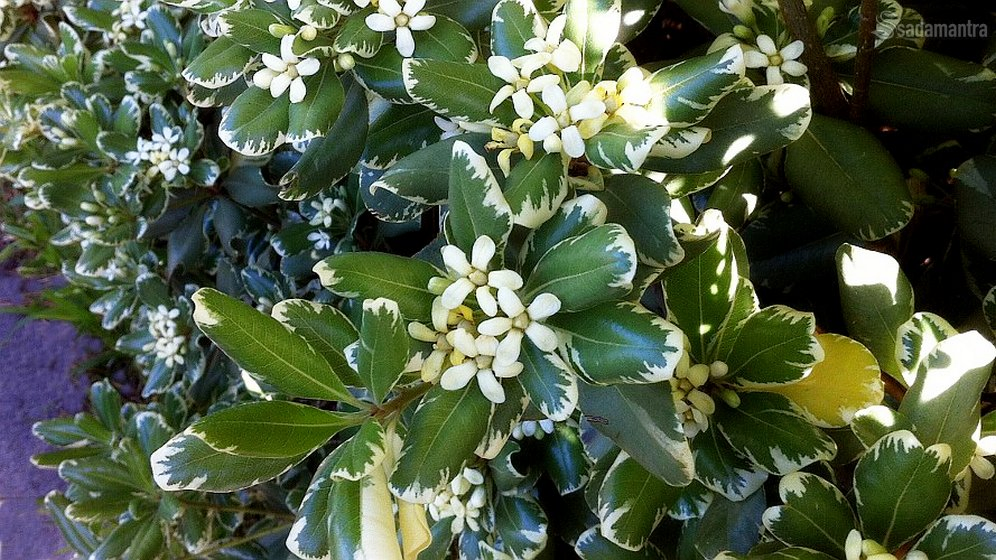 bagaimana cara merawat bunga kamboja agar berbunga lebat