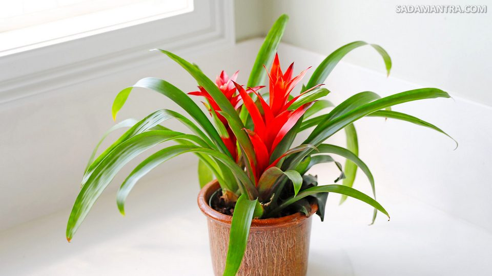 bunga bromelia merah