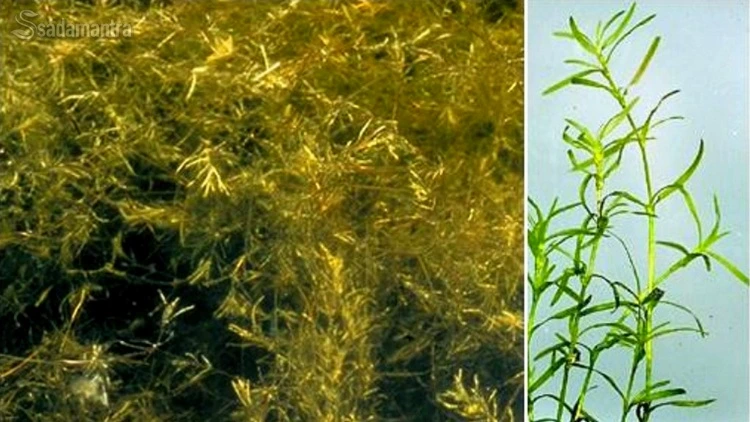 tanaman penghasil oksigen dalam air