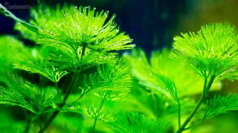 tanaman penghasil oksigen terbesar