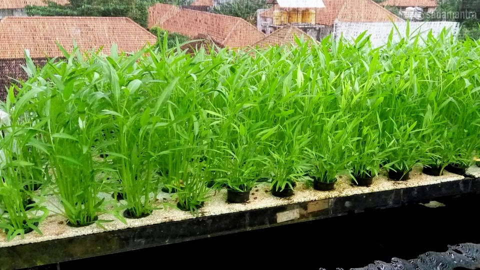 cara budidaya kangkung