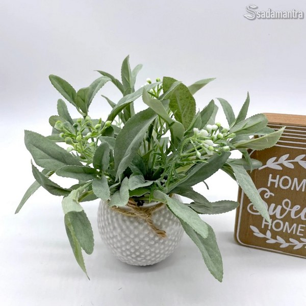 cara menanam dan merawat tanaman sage yang banyak manfaatnya