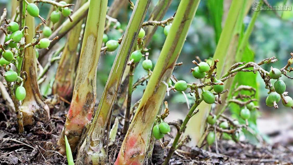 cara menanam kapulaga