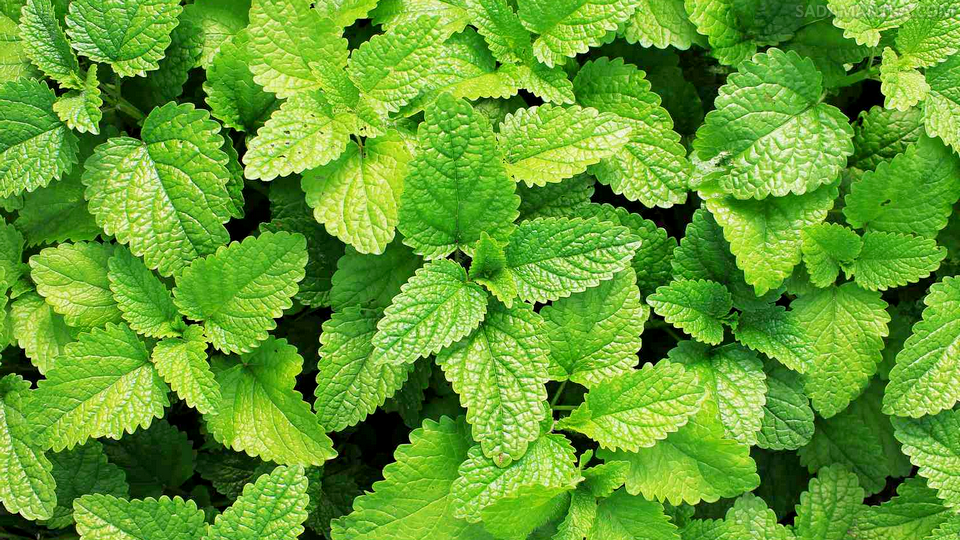 cara mengolah daun mint
