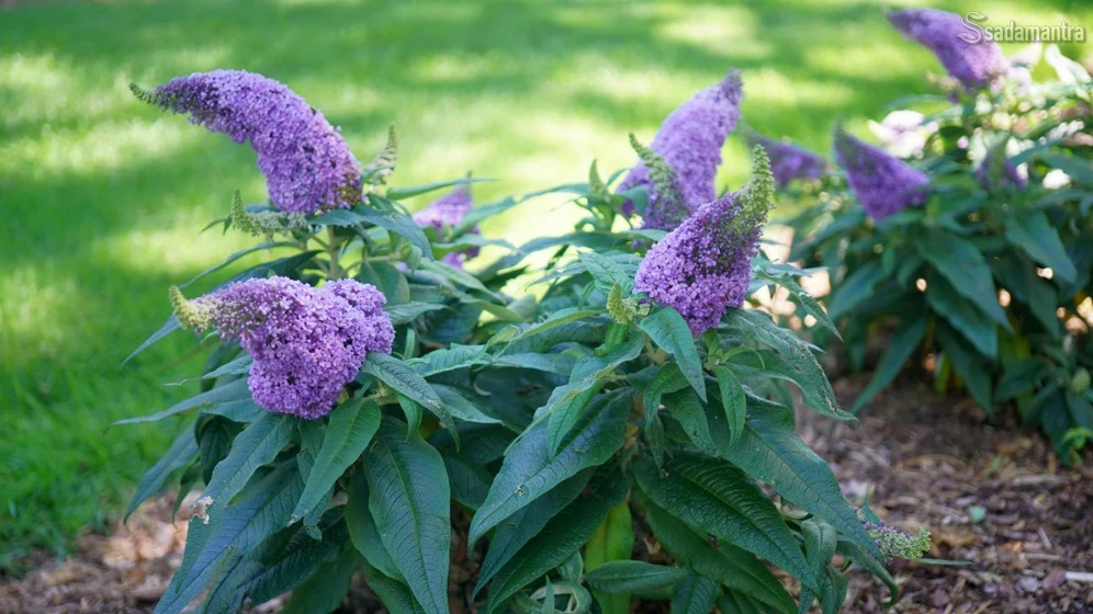 cara menumbuhkan tanaman bunga ungu butterfly bush dalam pot