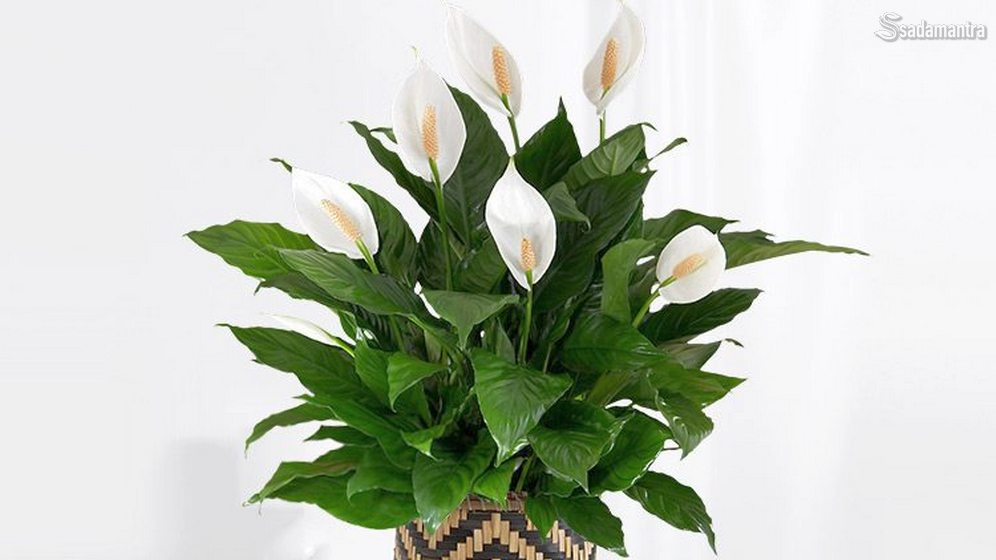 cara merawat bunga peace lily agar rajin berbunga