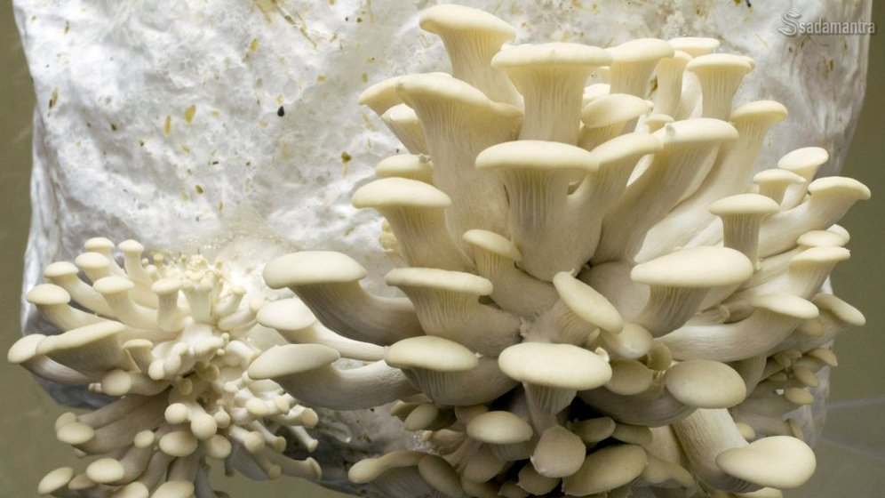 cara merawat pertumbuhan budidaya jamur tiram