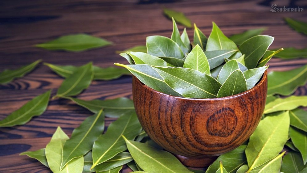 cara merebus daun salam untuk meredakan asam urat