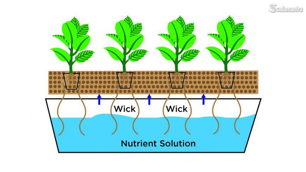 Cara Mudah Menanam Hidroponik Sistem Wick