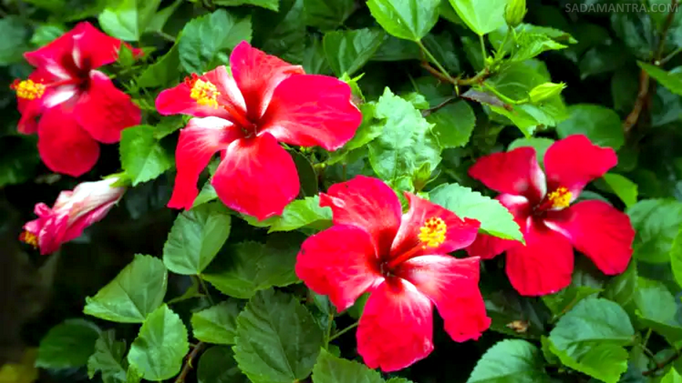 ciri ciri bunga kembang sepatu