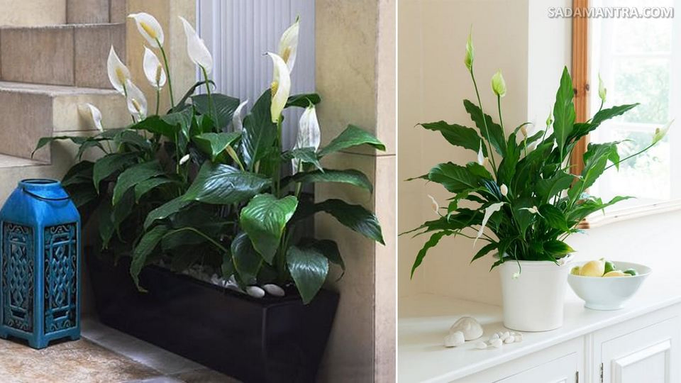 ciri ciri bunga lili perdamaian