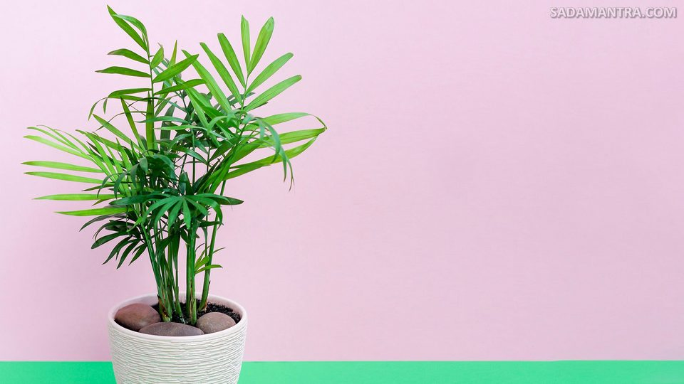 ciri-ciri palem parlor