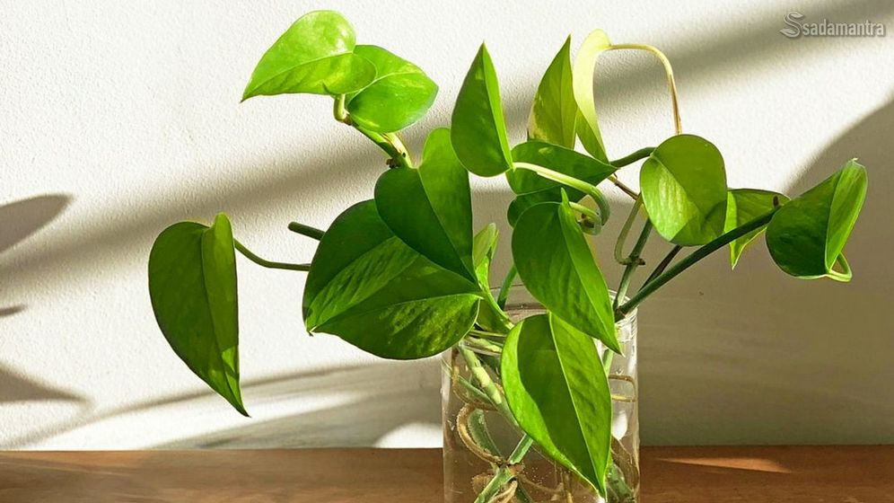 ciri-ciri tanaman hias indoor sirih gading yang bagus