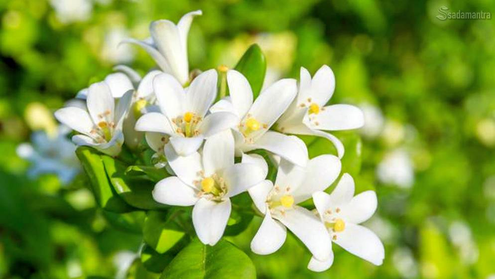 ciri dan manfaat tanaman bunga kemuning di depan rumah