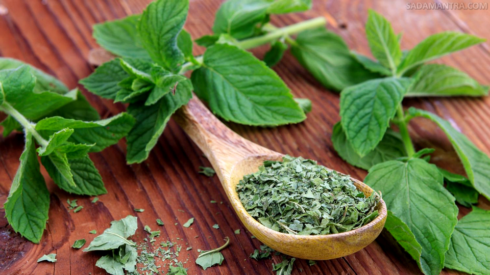 daun mint untuk asam lambung