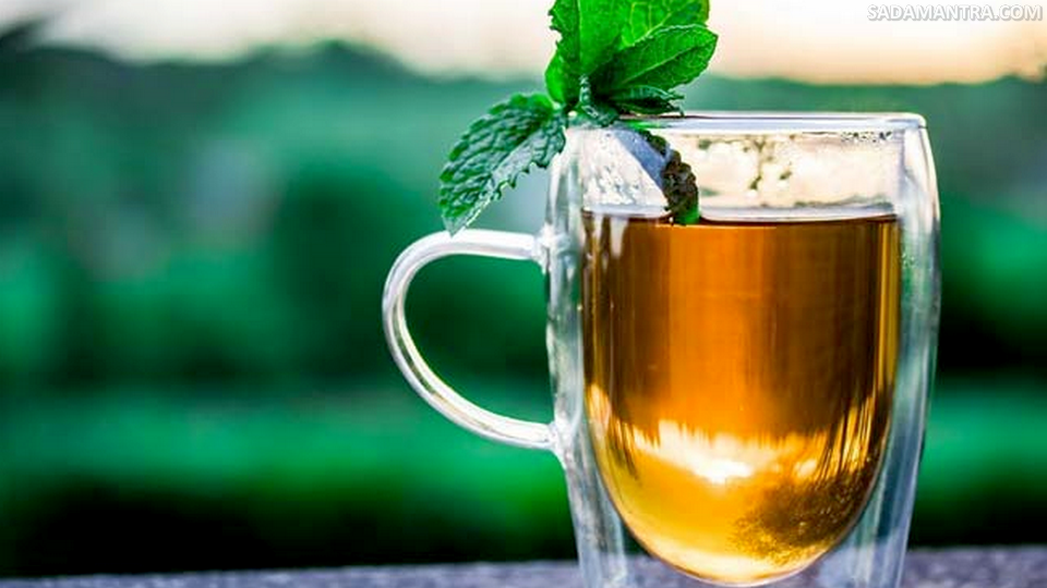 daun mint untuk minuman