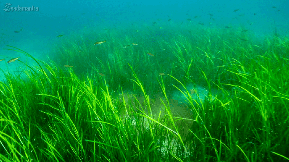 cara menambah oksigen dalam air