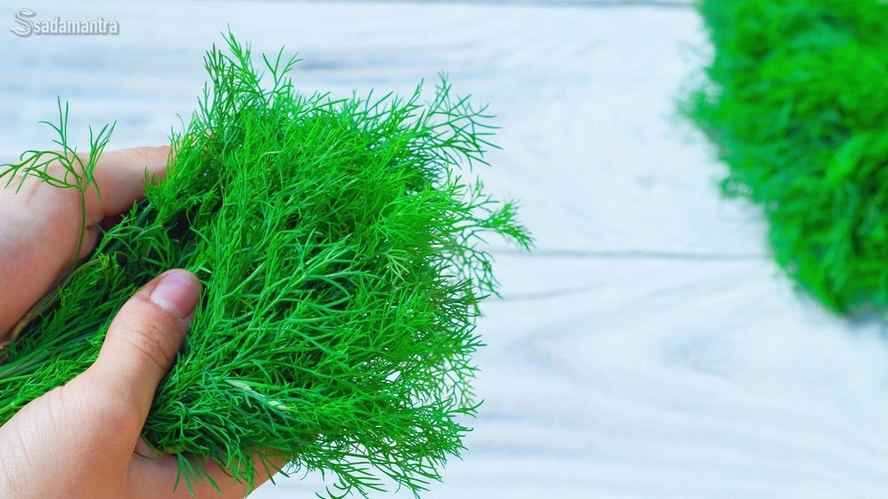 10 jenis tanaman air penghasil oksigen beserta gambarnya