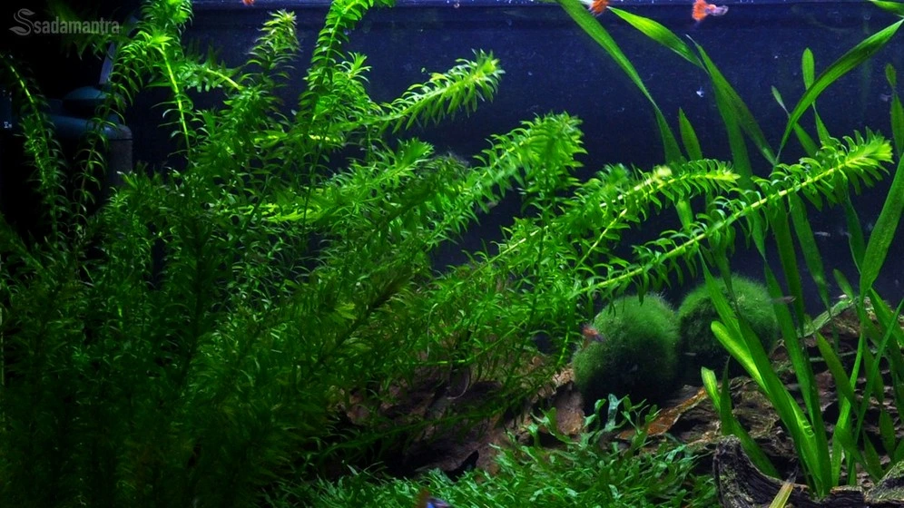 tumbuhan air yang menghasilkan oksigen