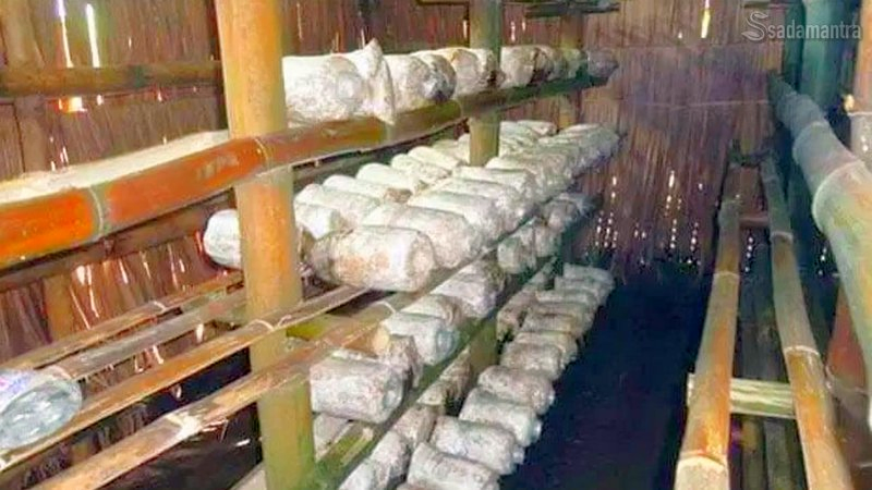 gambar kumbung penyimpanan baglog jamur tiram