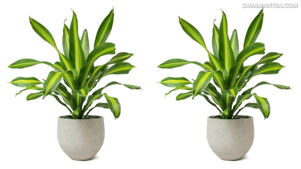 gambar tanaman sri gading