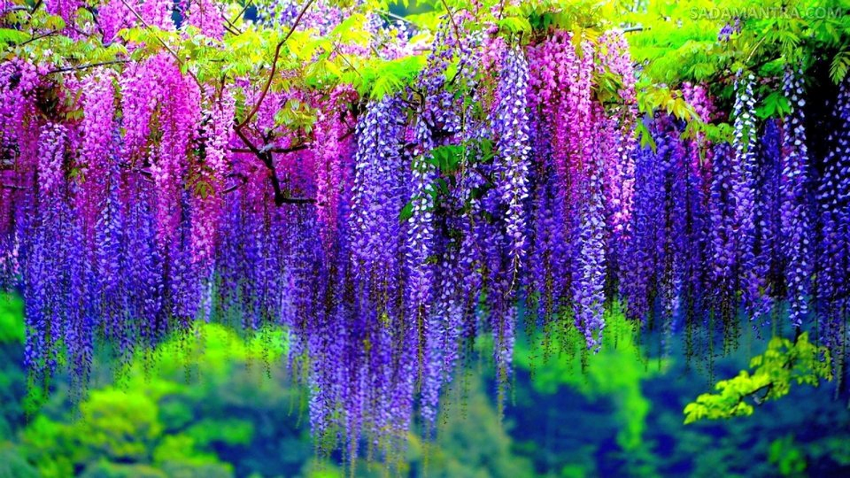 harga bunga wisteria di indonesia