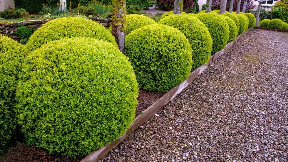 harga jual bibit tanaman boxwood indonesia