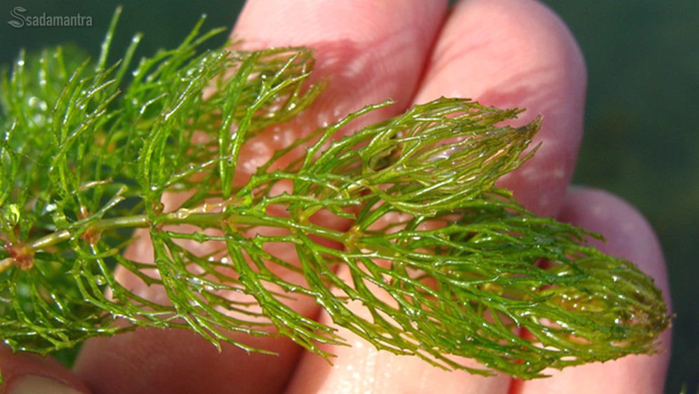 10 tanaman penghasil oksigen tertinggi