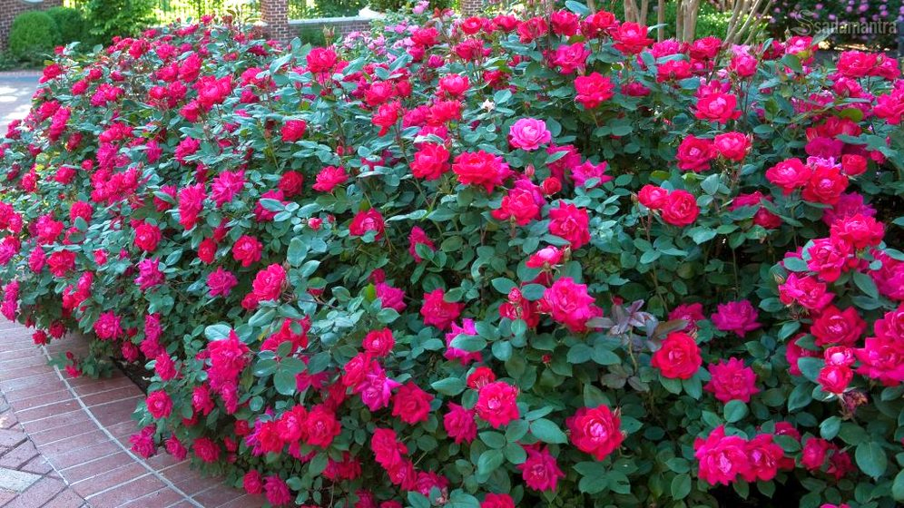 jenis dan ciri tanaman bunga mawar berbagai warna