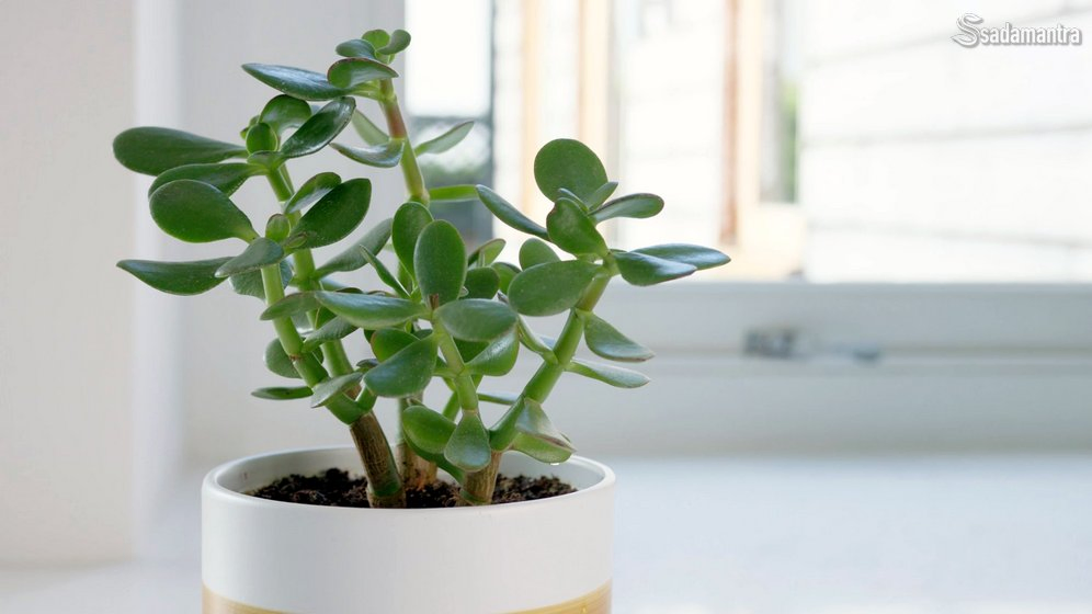 jenis jade plant atau tanaman giok yang bagus
