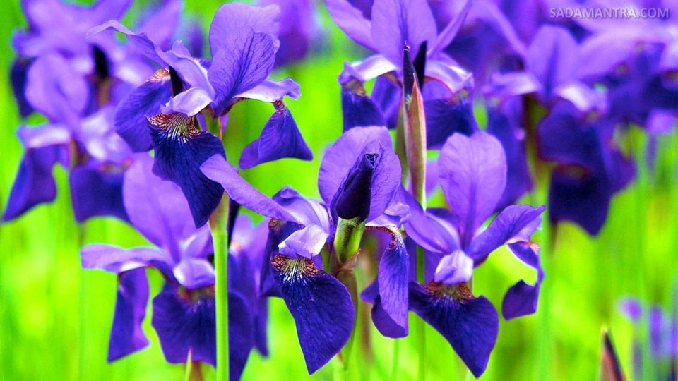 tanaman iris jepang