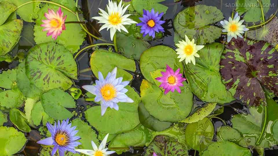 cara menanam bunga teratai di kolam