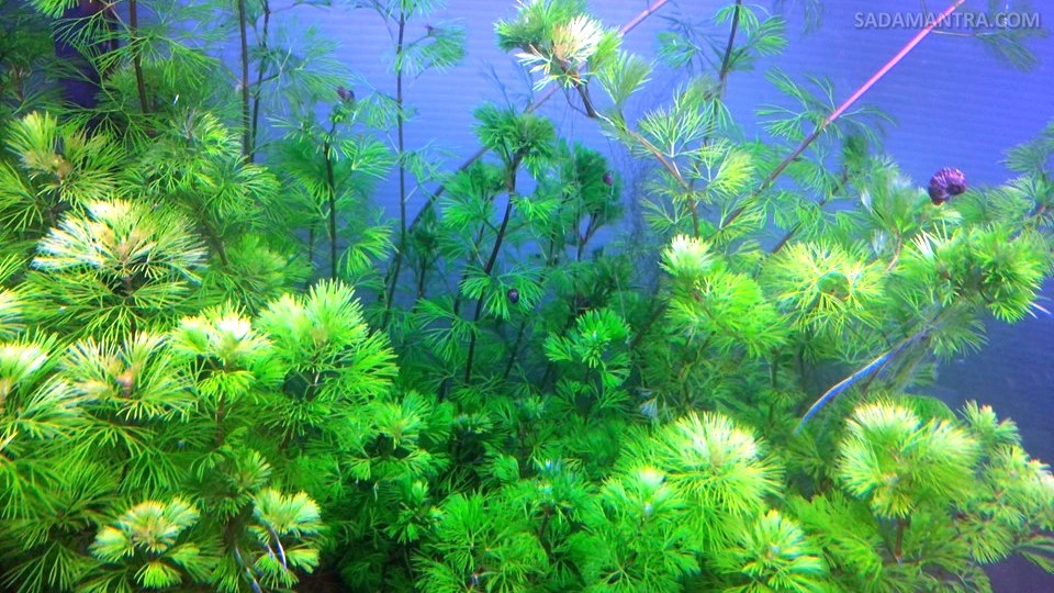 cara merawat cabomba hijau