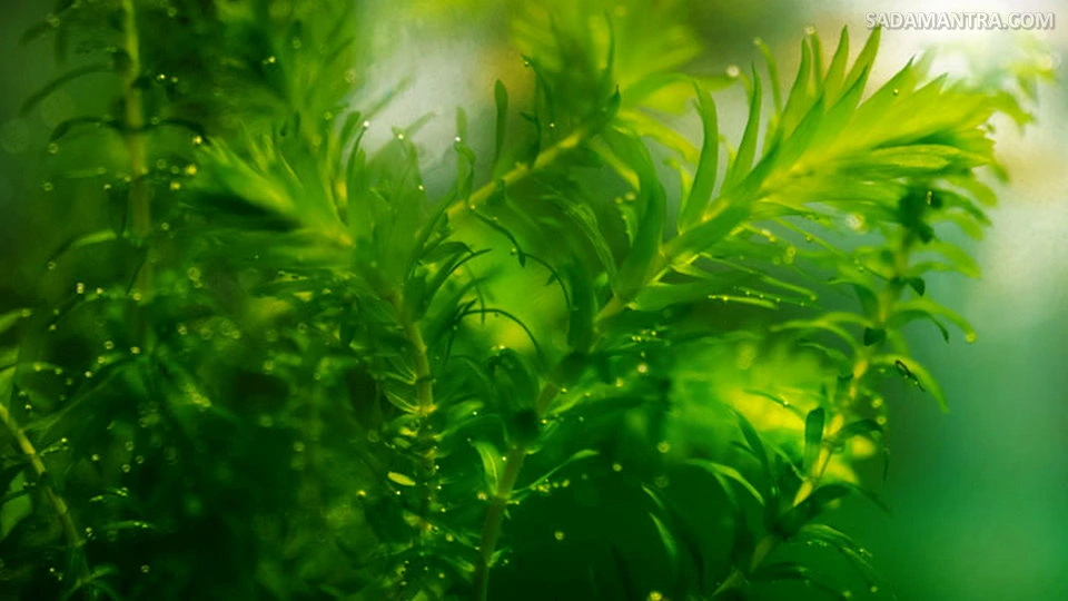 tanaman akuarium untuk ikan koki