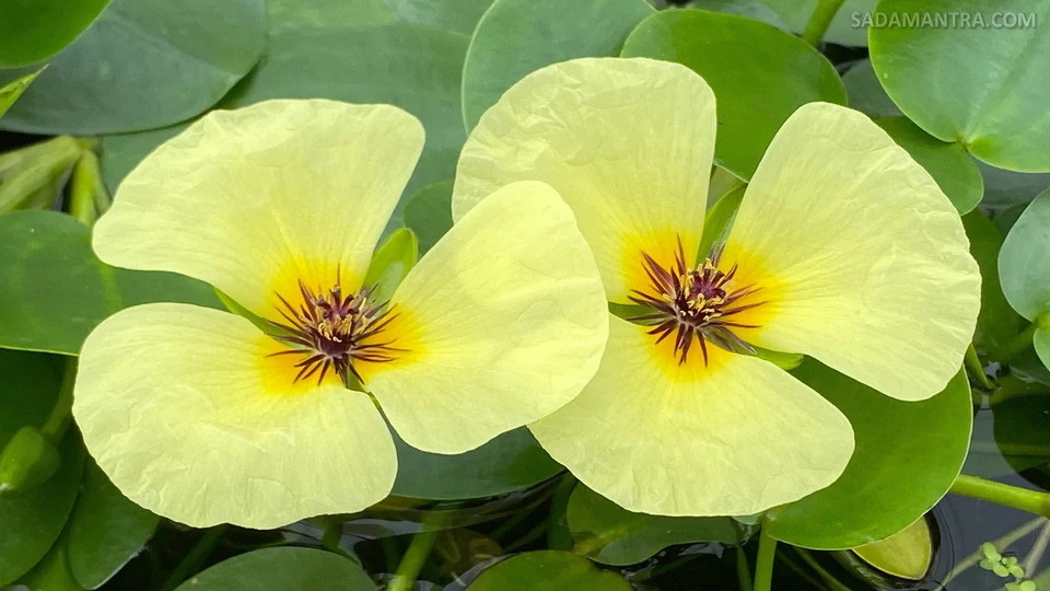 jual tanaman hias bunga teratai water poppy