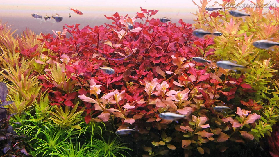ludwigia sp red daun darat