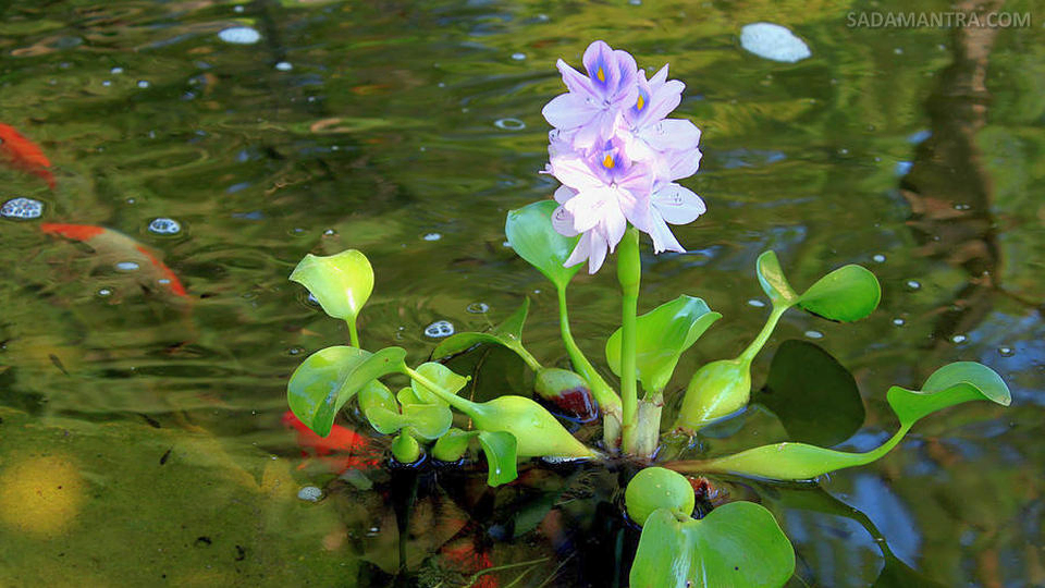 pemanfaatan eceng gondok