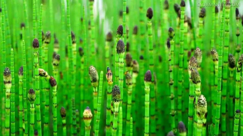 perawatan tanaman ekor kuda