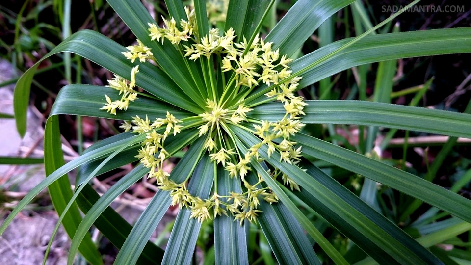 tanaman air rumput payung