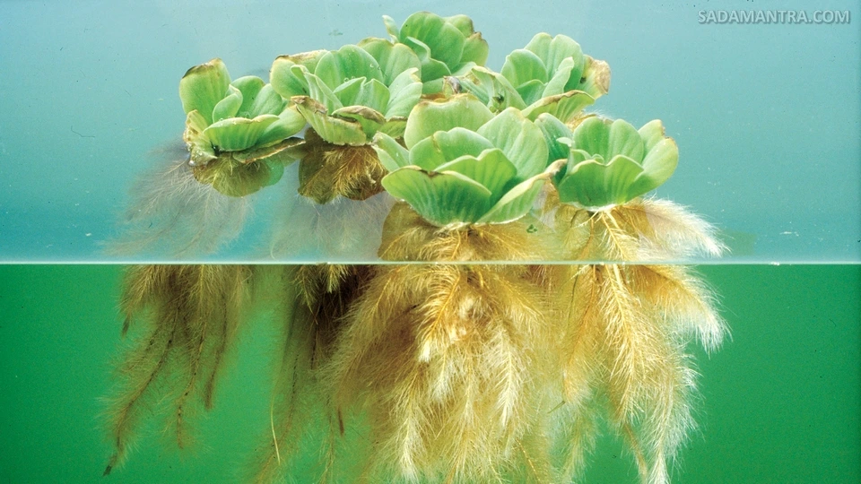 water lettuce aquarium for sale