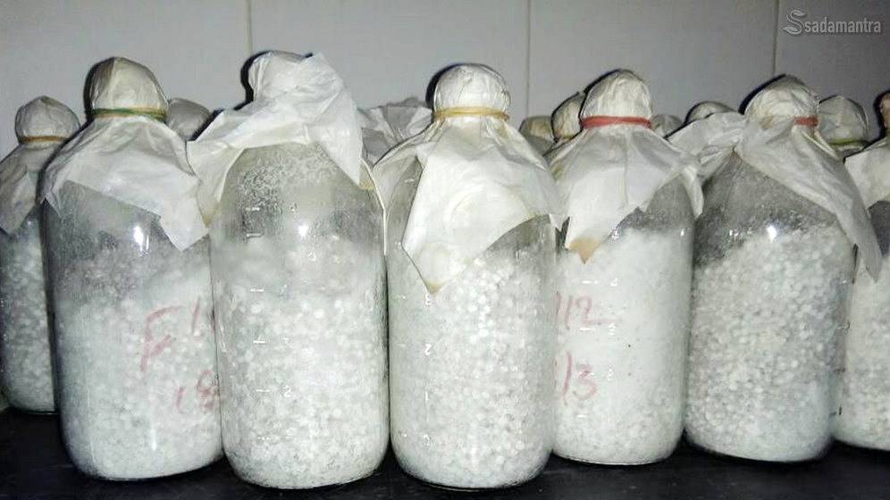 jual bibit jamur tiram berkualitas